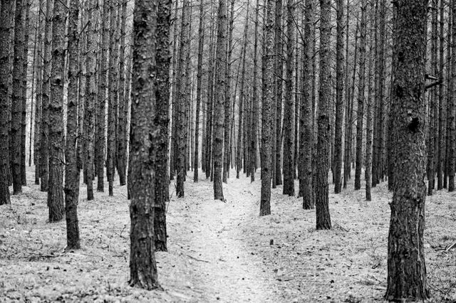 Depicts dense forest with tall trees and narrow path in black and white, creating calm atmosphere. Suitable for backgrounds, nature-related projects, and calming landscapes.
