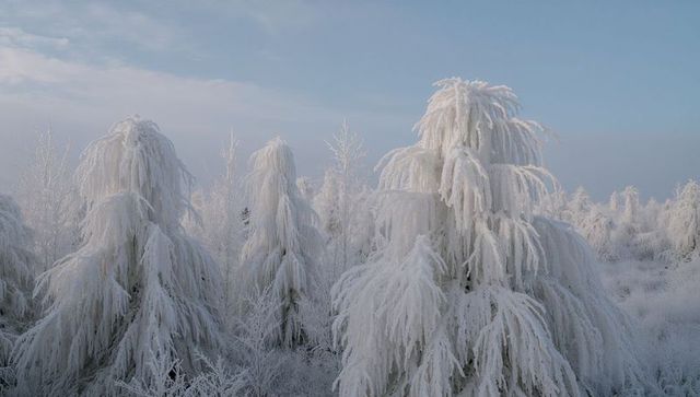 Hoarfrost-draped weeping trees under pale blue sky, ethereal winter forest panorama