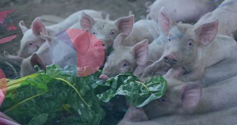 Piglets feeding on fresh greens in rural farm pen