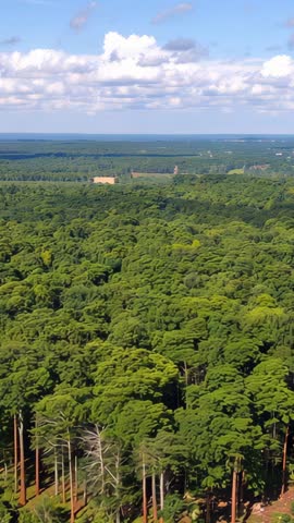 Vertical drone video rising over dense forest canopy toward distant farmland and coastline