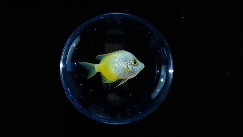 Yellow-green tropical fish floating inside luminous bubble over black void
