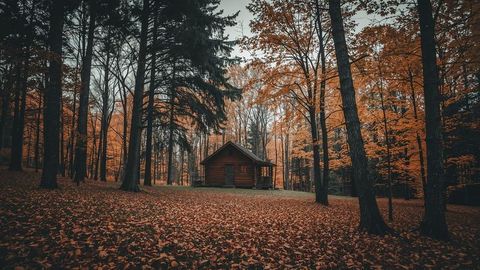 Rustic Cabin Among Vibrant Autumn Leaves in Forest Clearing