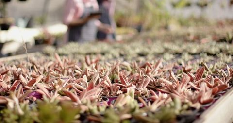 Coworkers examining succulents in busy nursery setting