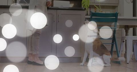 Beagle Gazing Up in Modern Kitchen Design Setting