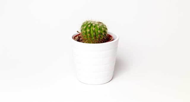 Small green cactus in a white ceramic pot standing against a plain white background. Ideal for use in decorating home or office spaces, illustrating articles about indoor plants and minimalism, or creating visuals with a focus on simplicity and nature.