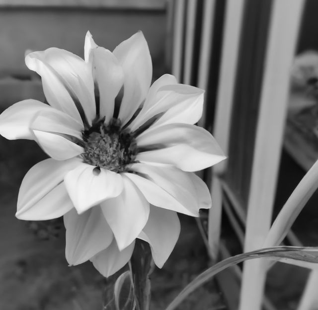 This image captures a close-up of a blooming flower in black and white with an architectural background. Suitable for use in nature-themed projects, gardening blogs or websites, and creating understated, elegant designs.