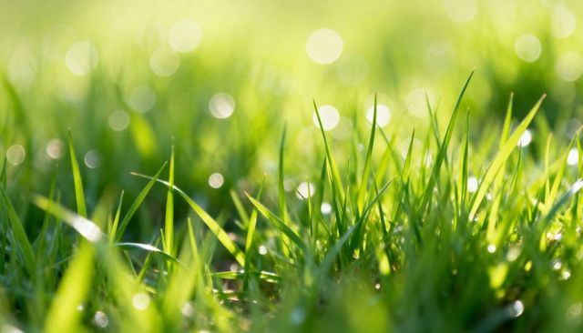 Glistening morning dew on fresh green grass close-up with soft bokeh and sunlight