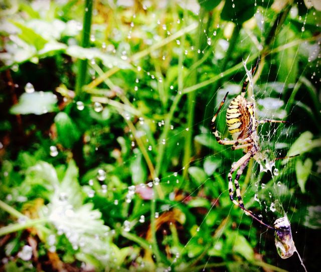 Dewdrops spider - Download Free Stock Photos Pikwizard.com