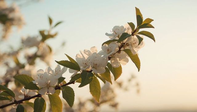 Cherry blossoms blooming on sunlit branch during golden hour with soft bokeh