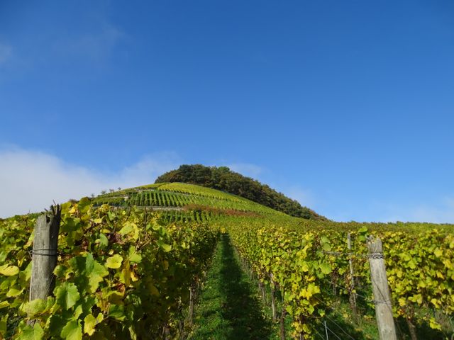 Lush green vineyard stretching up a hillside on a sunny day, under clear blue sky. Ideal for use in articles and advertisements related to farming, viticulture, organic agriculture, and rural tourism. Can be used as a backdrop for conveying sustainability, natural beauty, and agricultural practices.