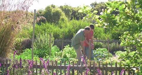 Father working with teenage son tending sunlit backyard vegetable beds by picket fence