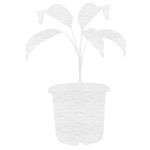 Transparent White Paper Plant Illustration for Interior Decor - Download Free Stock Videos Pikwizard.com