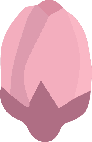 Elegant pink flower bud transparent illustration