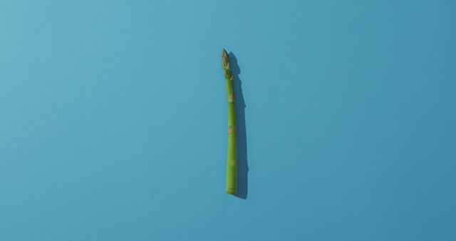 Single Asparagus Stalk on Blue Background - Download Free Stock Images Pikwizard.com