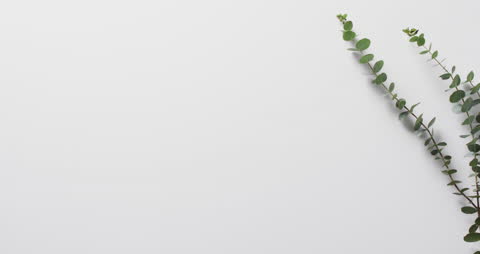Eucalyptus Branches on White Background