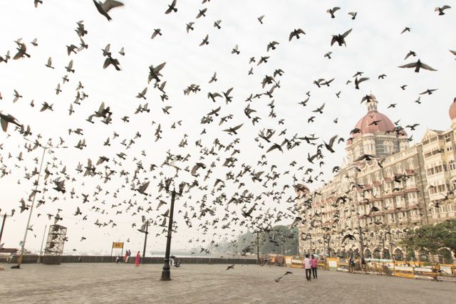 Large flock of pigeons flying over a historic court area with ornate architectural features and tourists visible. Ideal for travel brochures, articles on urban wildlife, or marketing materials highlighting historic cityscapes and tourism in India.