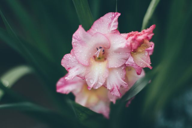 Close-up of a pink gladiolus flower with delicate dew drops on petals surrounded by green foliage. Ideal for nature-themed websites, garden magazines, and plant identification guides. Can be used as a background image or for floral greeting cards.