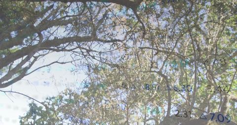 Tree Canopy with Numeric Overlay, Dappled Foliage Blending Nature and Digital Insights