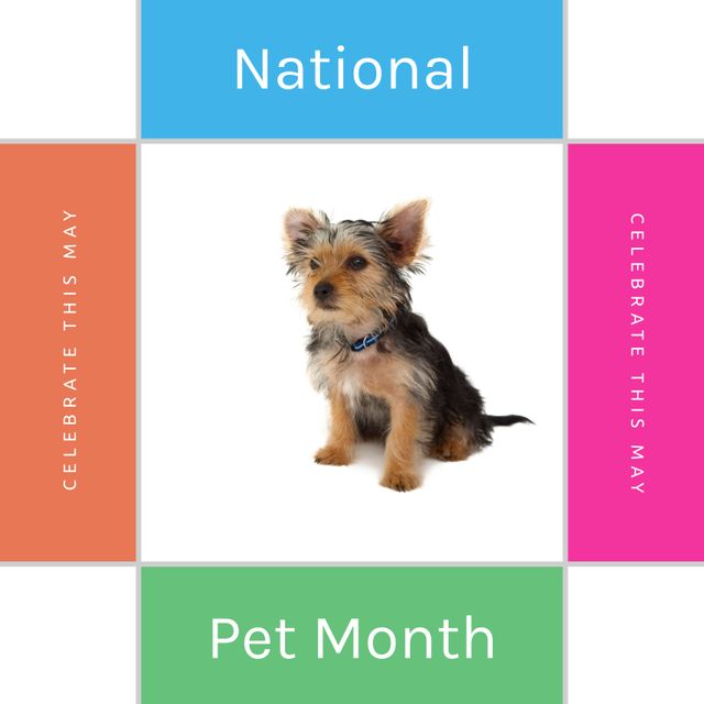 Australian Terrier Highlighting National Pet Month Celebration - Download Free Stock Templates Pikwizard.com