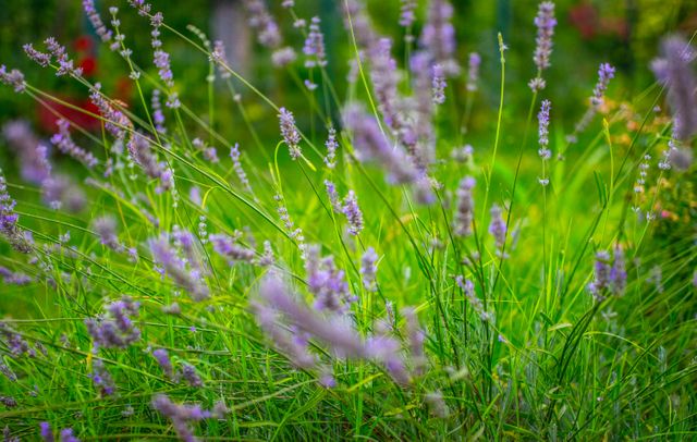 Close-up of lavender flowers blooming in a lush green garden, ideal for backgrounds in botanical projects, horticulture magazines, and nature-themed presentations. Can be used for promoting gardening, seasonal events, or creating soothing visuals.