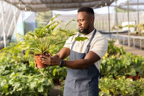 African american gardener inspecting potted plant and checking roots in greenhouse nursery
