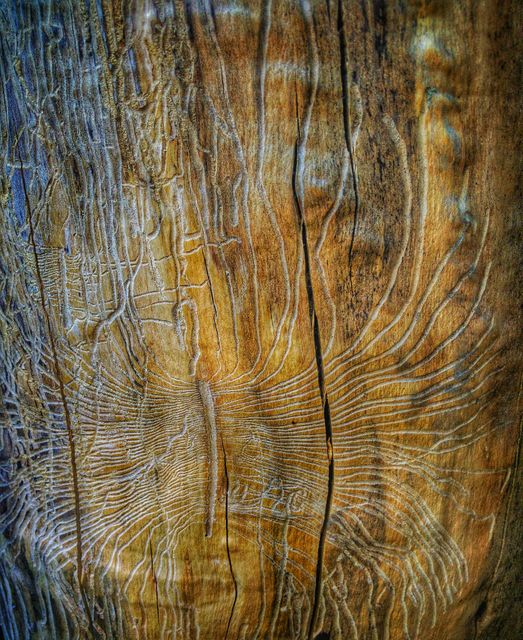 Close-up of Intricate Patterns on Weathered Wood - Download Free Stock Photos Pikwizard.com