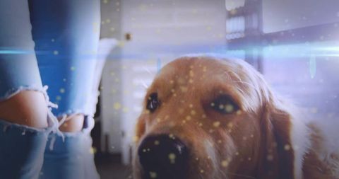 Golden retriever closeup pressing head to camera with ripped jeans and warm backlit glow