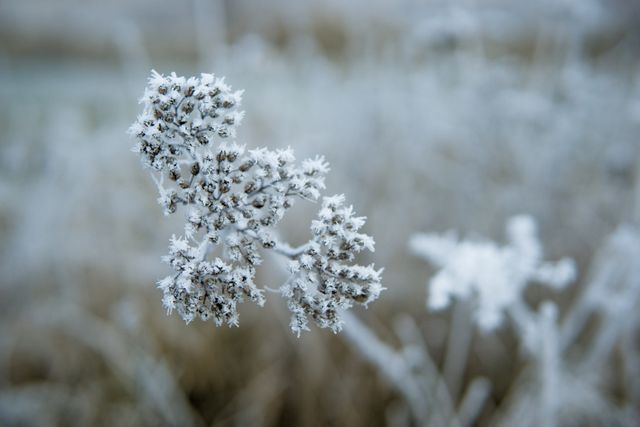 Close-up view of a plant covered in frost during winter. Ideal for seasonal greeting cards, nature photography portfolios, website backgrounds, or blogs focusing on winter themes.