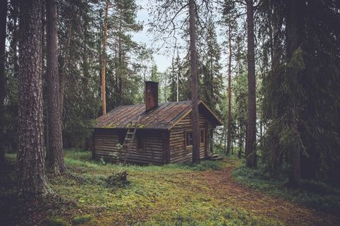 Rustic log cabin resting in mossy pine forest with chimney and roof ladder