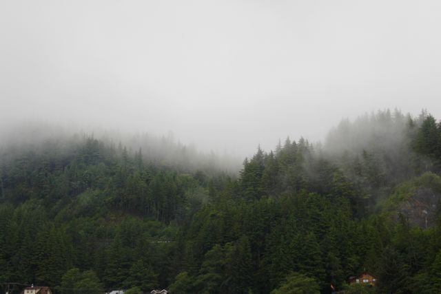Foggy mountain landscape with densely packed pine trees creating a sense of mystery and tranquility. Ideal for use in travel magazines, environmental documentaries, websites promoting outdoor activities, and as a relaxing wallpaper or screensaver image.