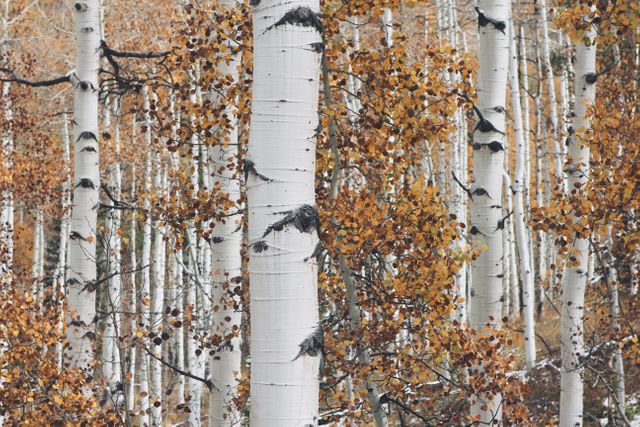 Stunning view of a forest filled with white birch trees in autumn. The white bark contrasts beautifully with the orange and brown leaves, capturing the essence of fall. Perfect for nature enthusiasts, seasonal decorations, and woodland-themed art.
