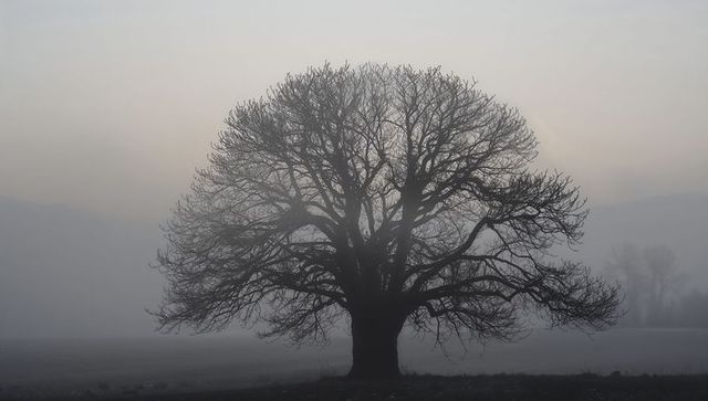 Solitary bare oak silhouette standing in misty dawn field evoking solitude and calm