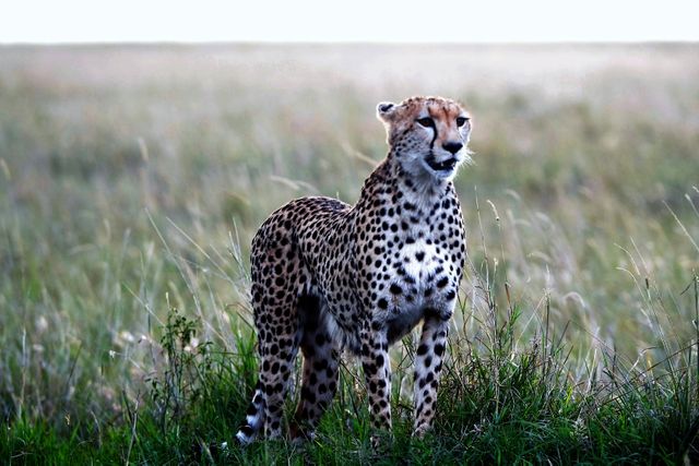 Majestic Cheetah Standing in Grasslands During Dawn - Download Free Stock Photos Pikwizard.com