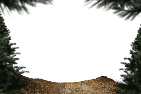transparent fir trees and fall leaves frame with copy space - Download Free Stock Videos Pikwizard.com