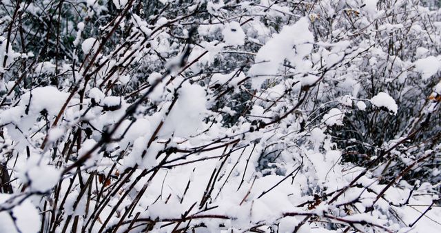 Image shows branches covered in fresh snow. Great for winter-themed designs, seasonal greetings, and nature-oriented content.