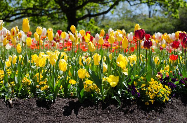 Colorful Tulip Garden in Full Bloom during Spring Day - Download Free Stock Photos Pikwizard.com