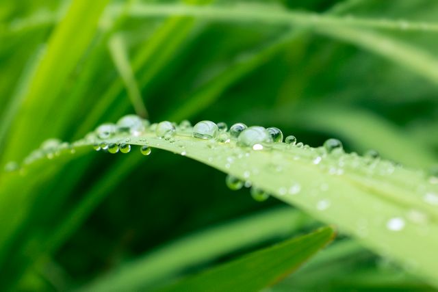 Dew Drops on Fresh Green Grass Blade in Morning Light - Download Free Stock Photos Pikwizard.com