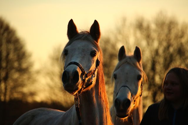 White Horses and Young Girl at Sunset - Download Free Stock Photos Pikwizard.com