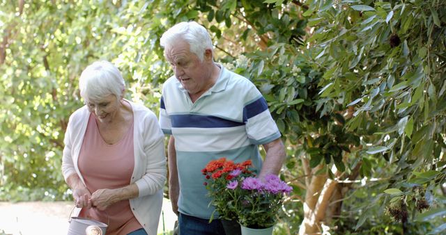 Senior Couple Gardening and Taking Care of Flowers in Sunny Garden - Download Free Stock Images Pikwizard.com