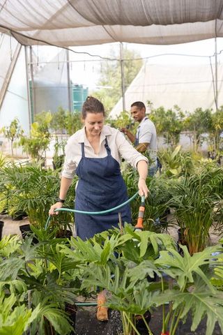 Diverse coworkers watering tropical plants in nursery greenhouse, urban horticulture team