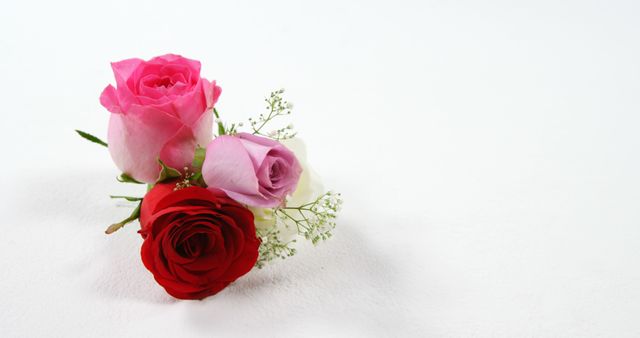 Three beautiful roses in pink, red, and purple are arranged closely together on a plain white background. Ideal for use in romantic or nature-themed projects, greeting cards, floral-related advertisements, or as a background for invitations or inspirational messages. The simplicity and elegance make it suitable for a variety of decorative uses.