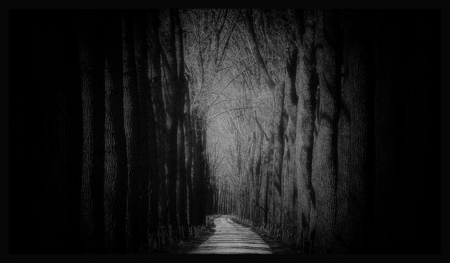 Path through dense forest lined with tall, bare trees creating spooky and eerie atmosphere. Suitable for concepts related to mystery, Halloween, gothic themes, or vintage photography projects. Ideal for use in storytelling, background images for presentations, posters, and artwork.