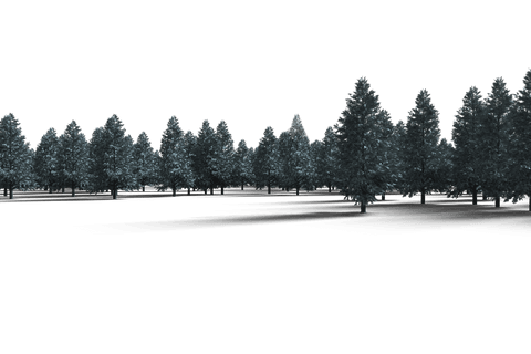 Transparent Evergreen Forest Illustration with Christmas Trees - Download Free Stock Videos Pikwizard.com