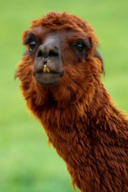 This charming alpaca is shown in a close-up portrait, gazing directly at the camera with a vibrant green background. Perfect for use in articles or advertisements related to farming, wildlife conservation, nature photography, animal biology studies, or any content needing a heartwarming and engaging image of a farm animal.