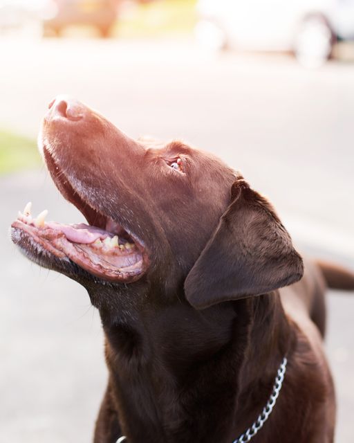 Joyful chocolate labrador enjoying outdoor time. This image captures the dog's enthusiasm and playful nature. Useful for pet-related content, advertisements, dog training resources, or veterinarian services.