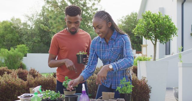 Happy african american couple planting herbs in backyard. Lifestyle, relationship, spending free time together concept.