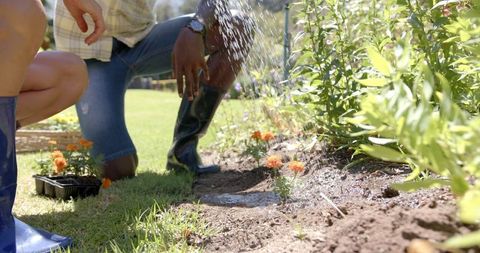 Watering Garden Plants During Horticulture Activity - Download Free Stock Images Pikwizard.com
