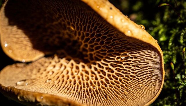 Glistening poroid mushroom underside revealing honeycomb pores with dew on mossy floor