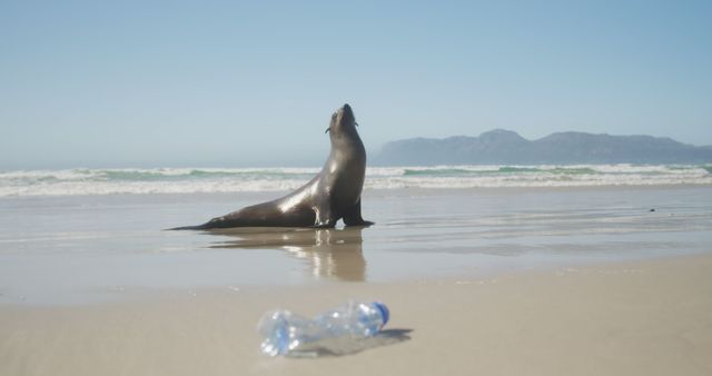 Sea lion basking on a sunny beach with a plastic bottle in the foreground highlighting ocean pollution. Ideal for use in environmental campaigns, educational materials on marine conservation, and eco-friendly product promotions.