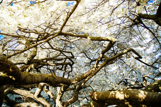Trees branches blossoms  - Download Free Stock Photos Pikwizard.com